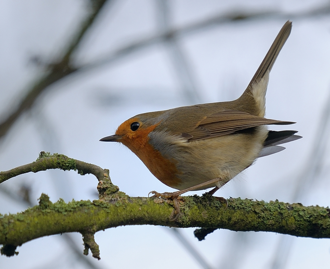 photo "Заря́нка (лат. Erithacus rubecula)" tags: nature, 