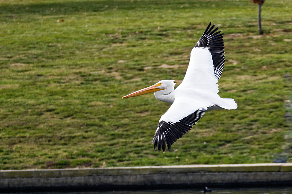 photo "Pelican" tags: nature, misc., Australia, North America, wild animals bird