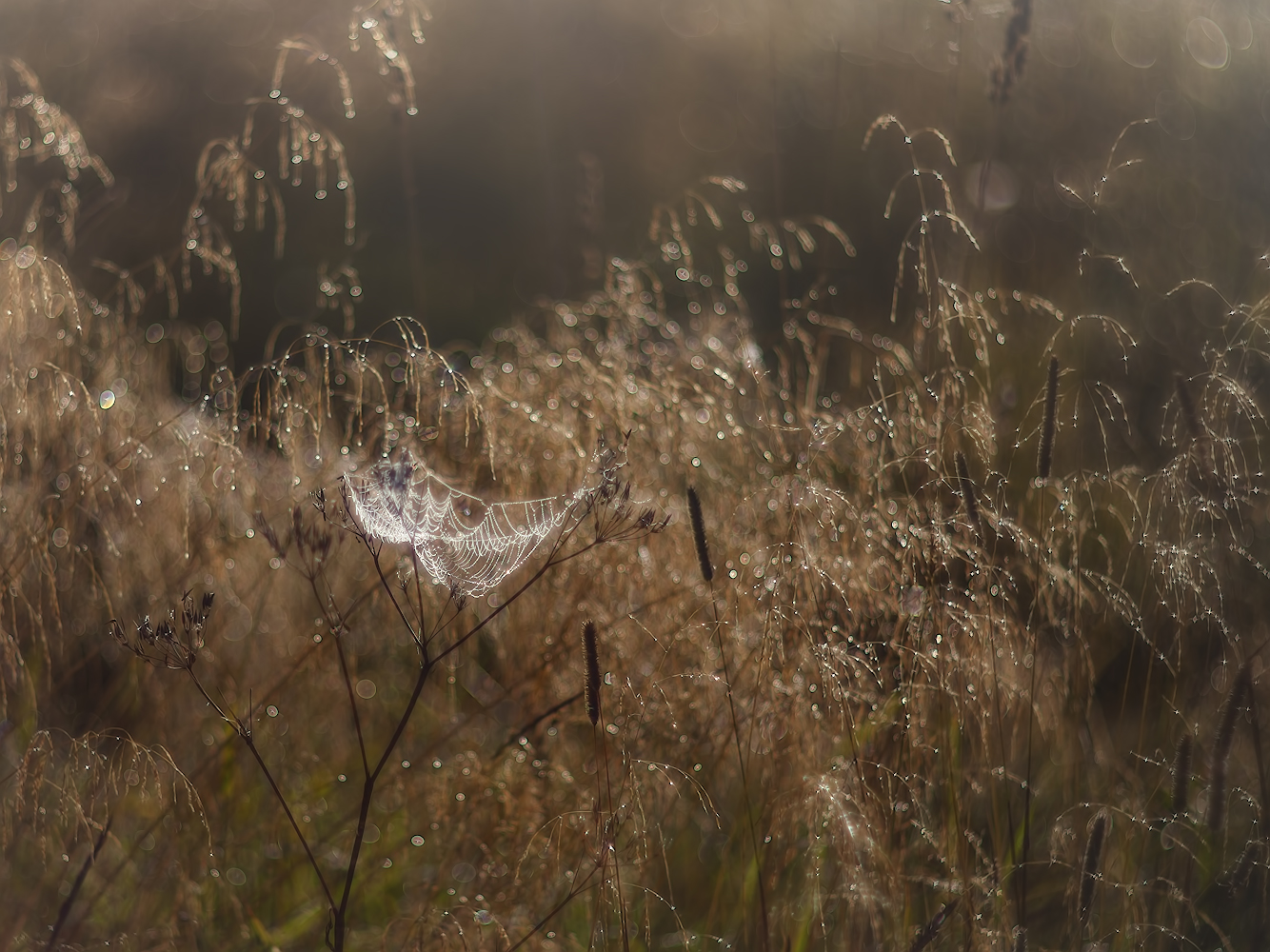 photo "***" tags: macro and close-up, 