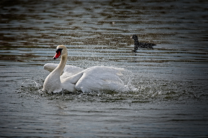 photo "Swan" tags: nature, misc., lake, water, wild animals bird