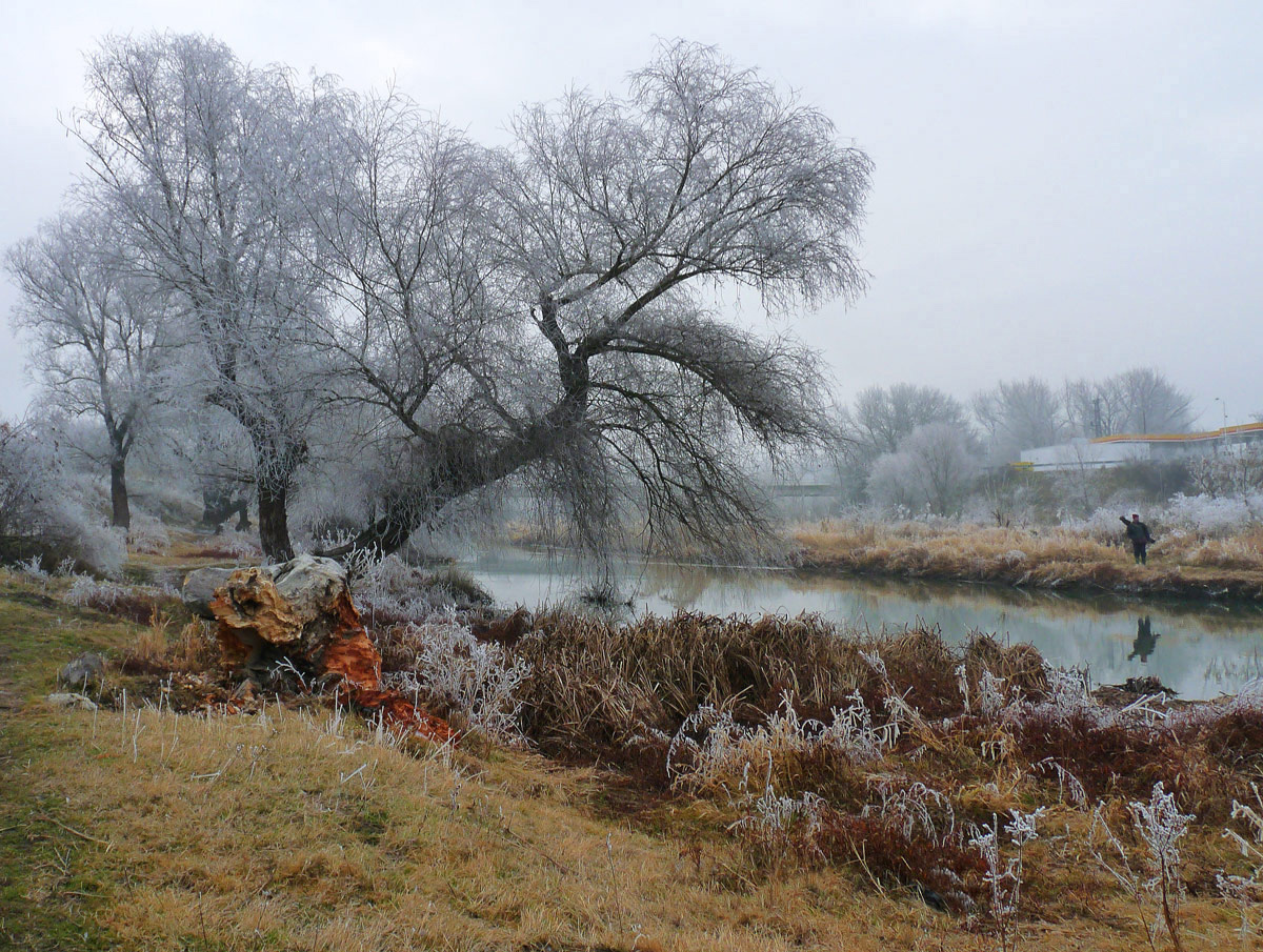 photo "***" tags: nature, fog, winter