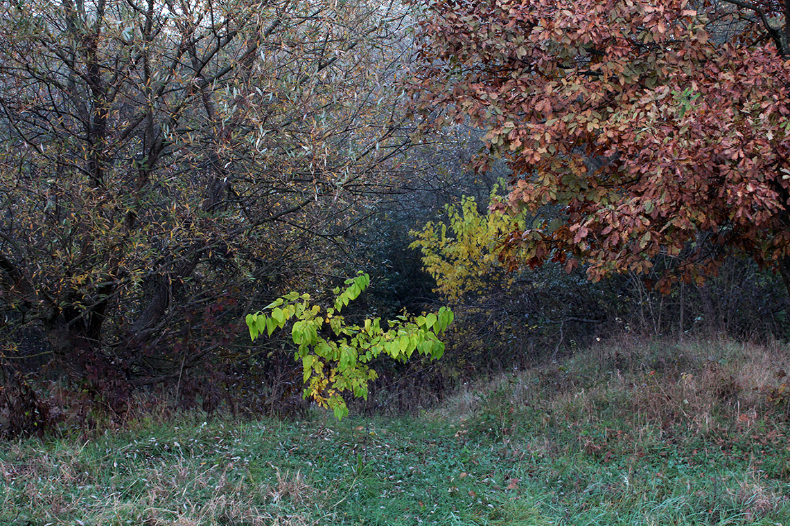 фото "Осенний этюд ." метки: пейзаж, 