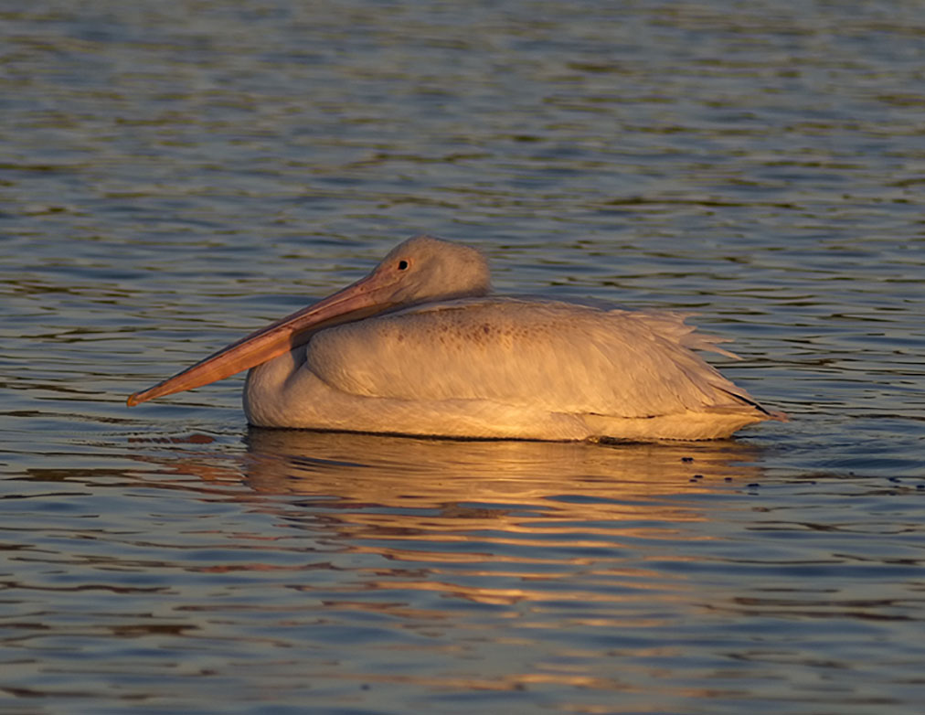 photo "Pelican" tags: nature, misc., wild animals bird