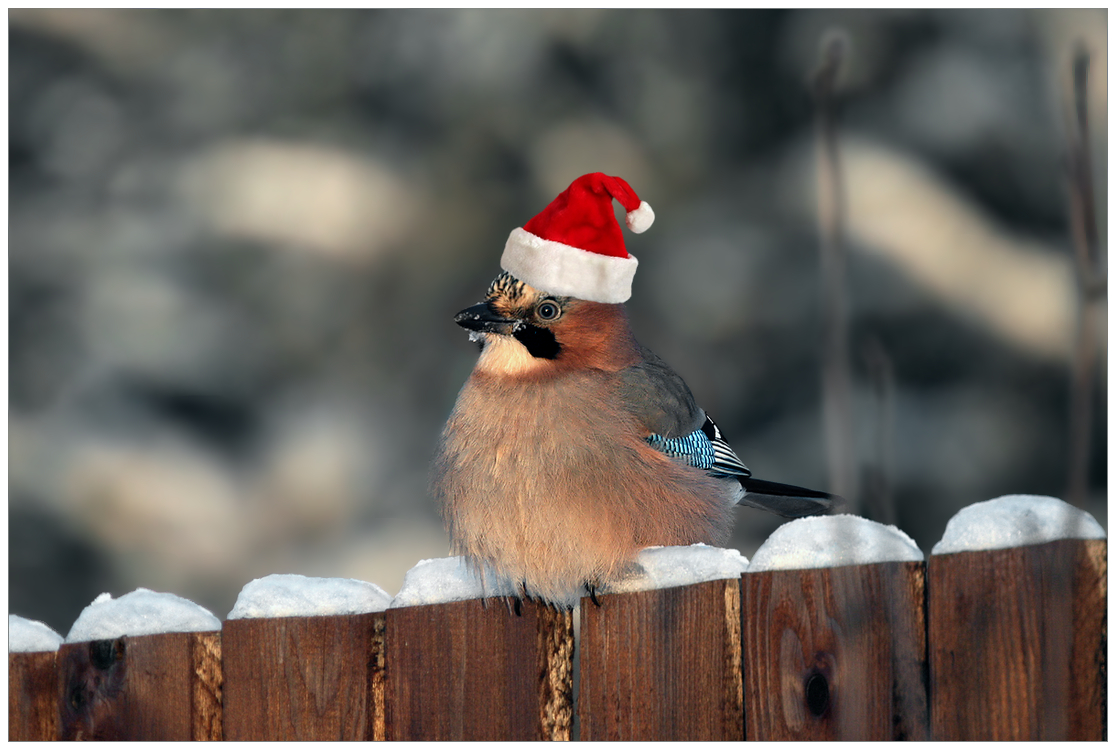 photo "Happy holidays, friends!" tags: nature, montage, 