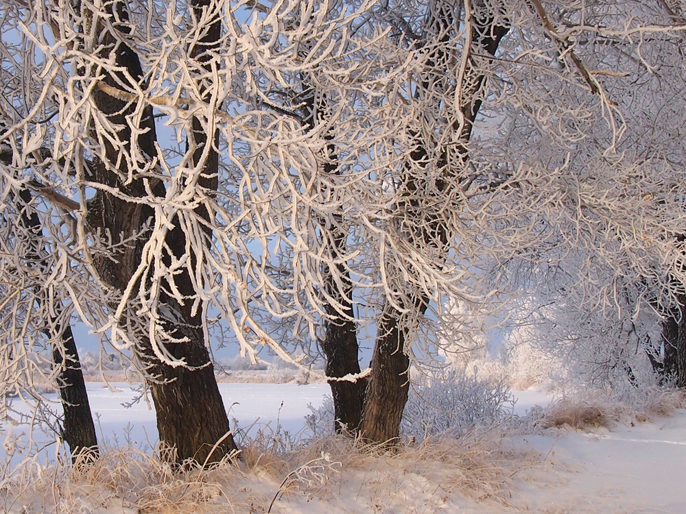 photo "***" tags: landscape, winter