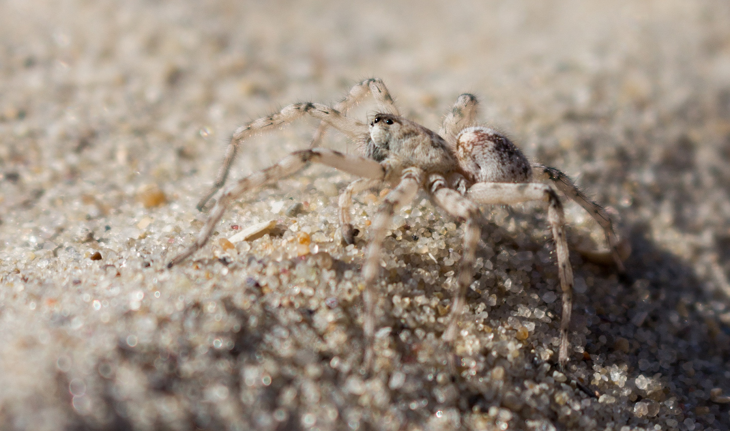 photo "***" tags: macro and close-up, 