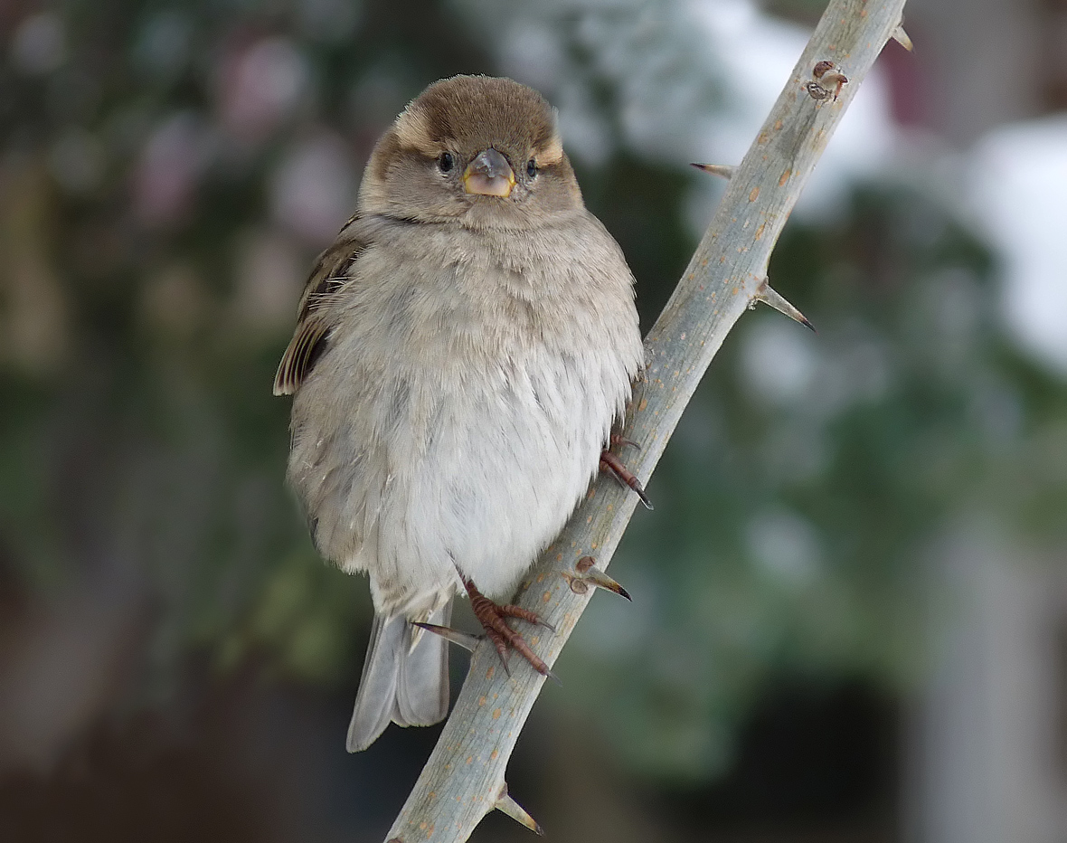 photo "***" tags: macro and close-up, portrait, wild animals