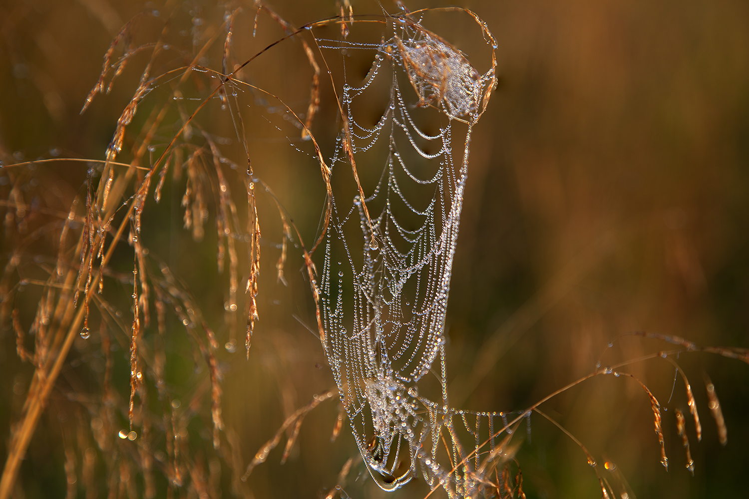 photo "***" tags: macro and close-up, 