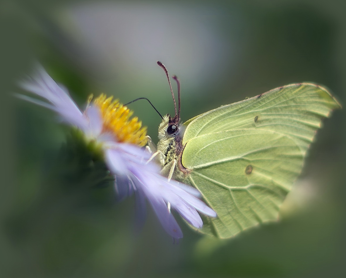 photo "***" tags: macro and close-up, 