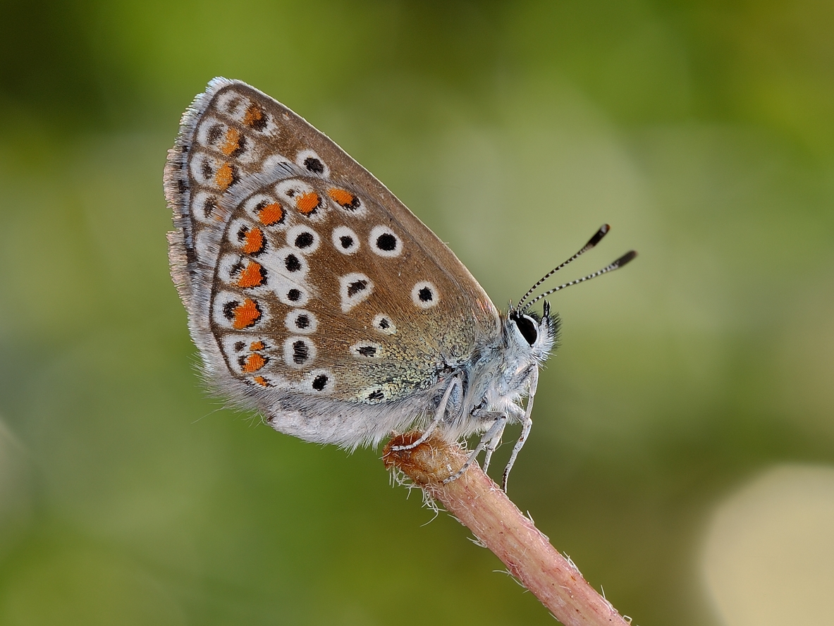 photo "***" tags: macro and close-up, 