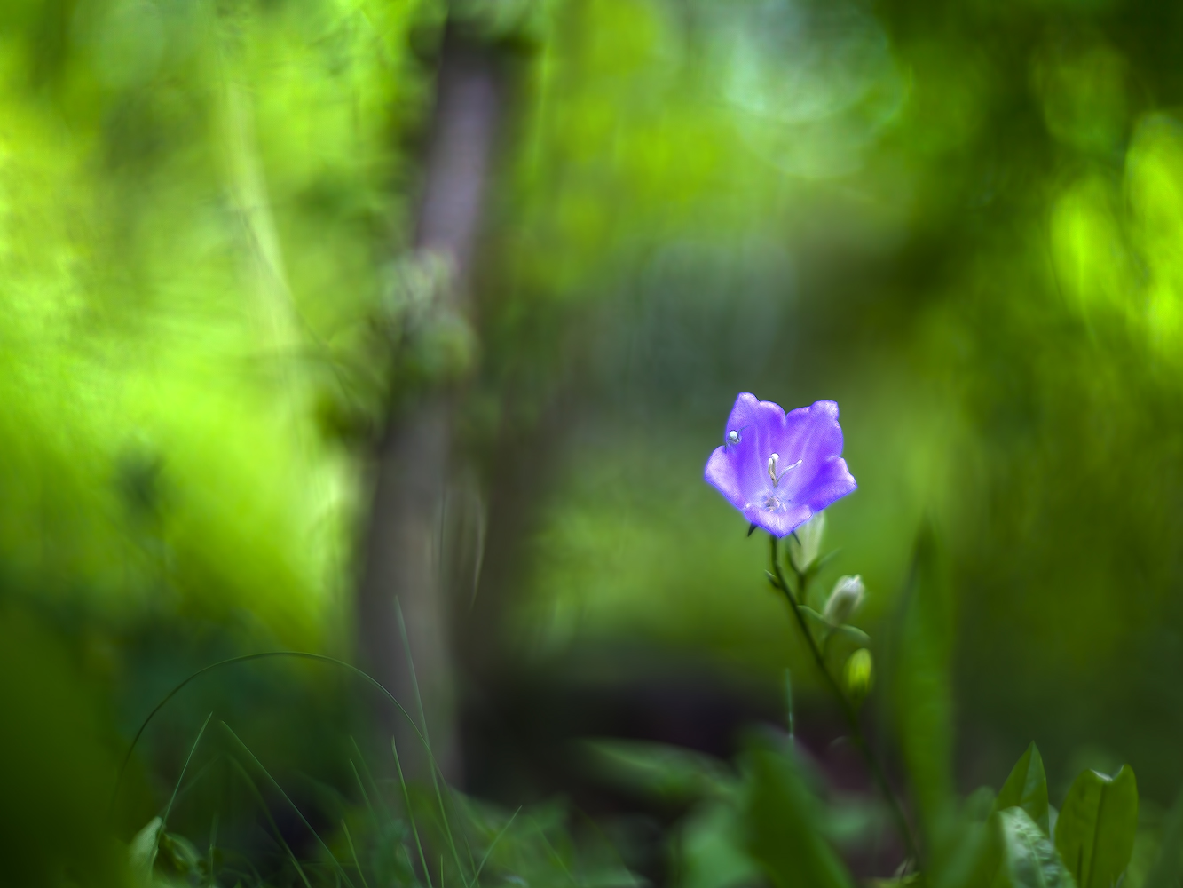 photo "***" tags: macro and close-up, 