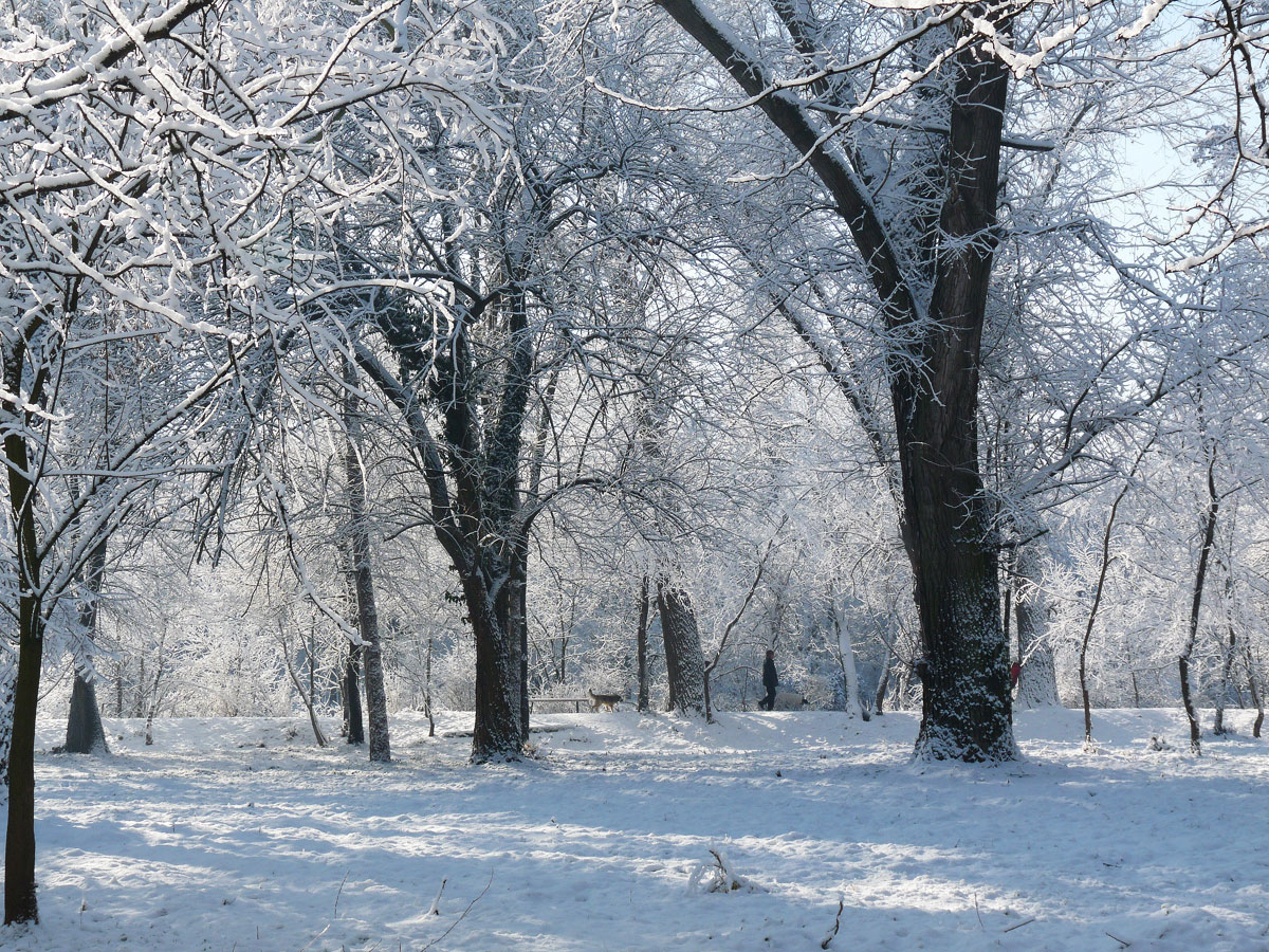 photo "***" tags: nature, winter