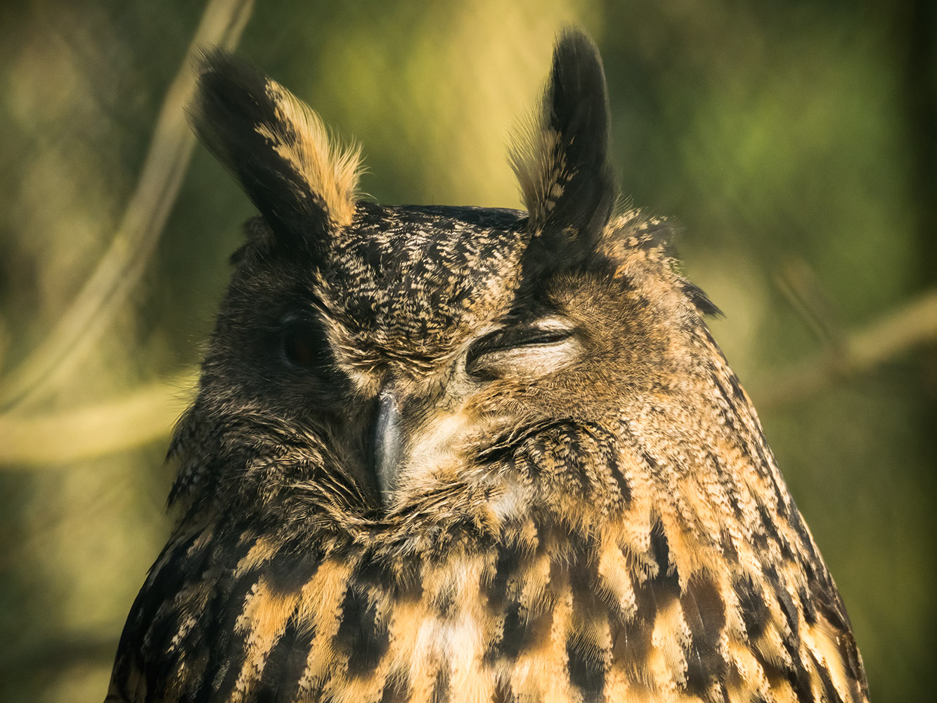 photo "Also in the new year: Always a watchful eye!" tags: portrait, Europe