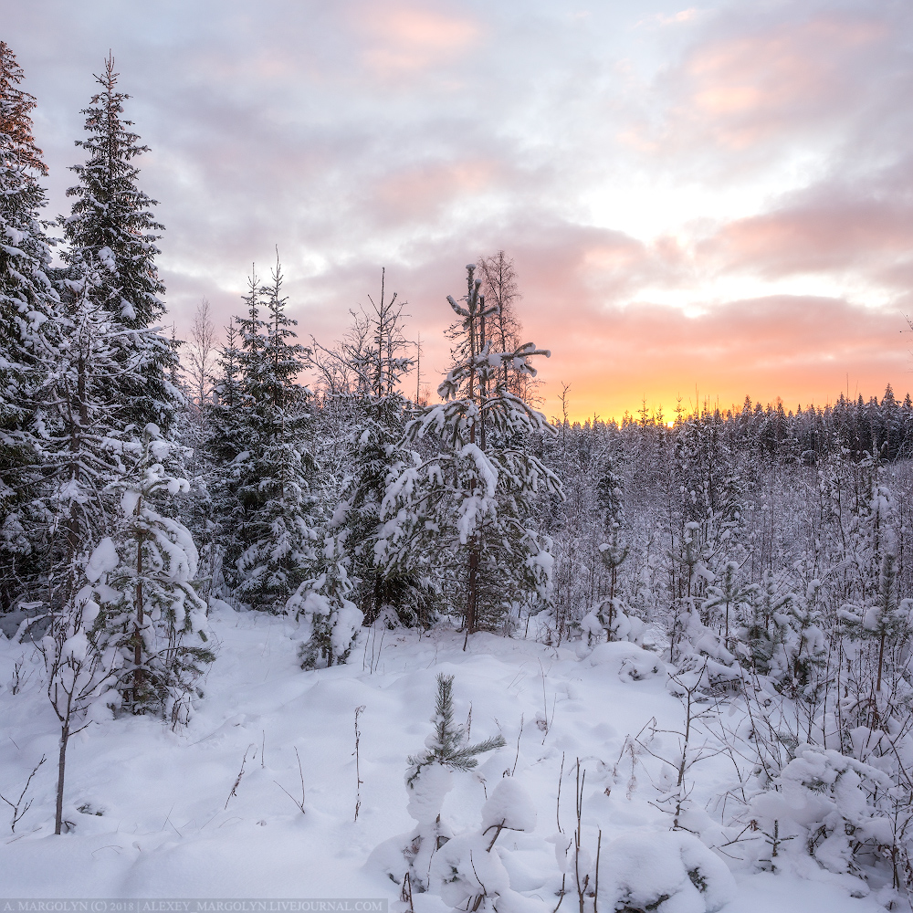 photo "***" tags: landscape, forest, snow, winter, Восход