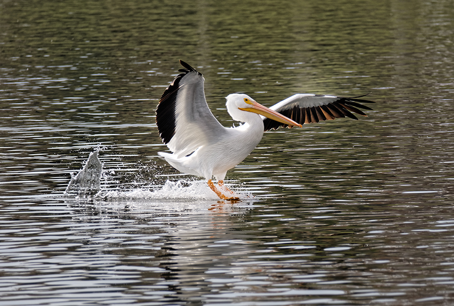 фото "Pelican" метки: природа, разное, wild animals bird