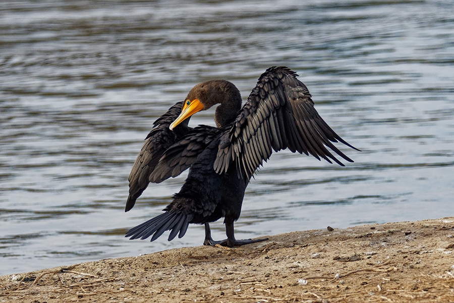 photo "Double-crested cormorant" tags: nature, misc., wild animals bird