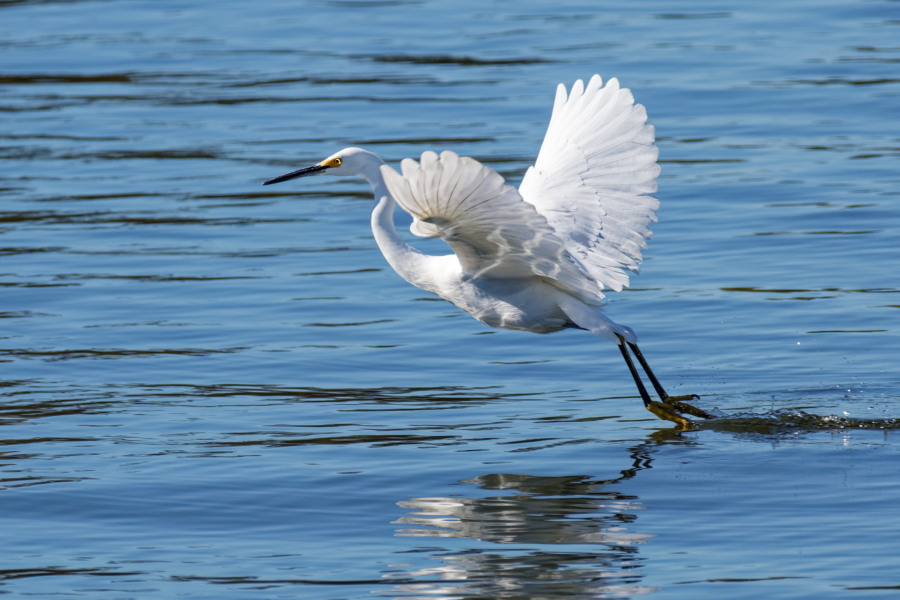 photo "Great Egret" tags: nature, misc., wild animals bird