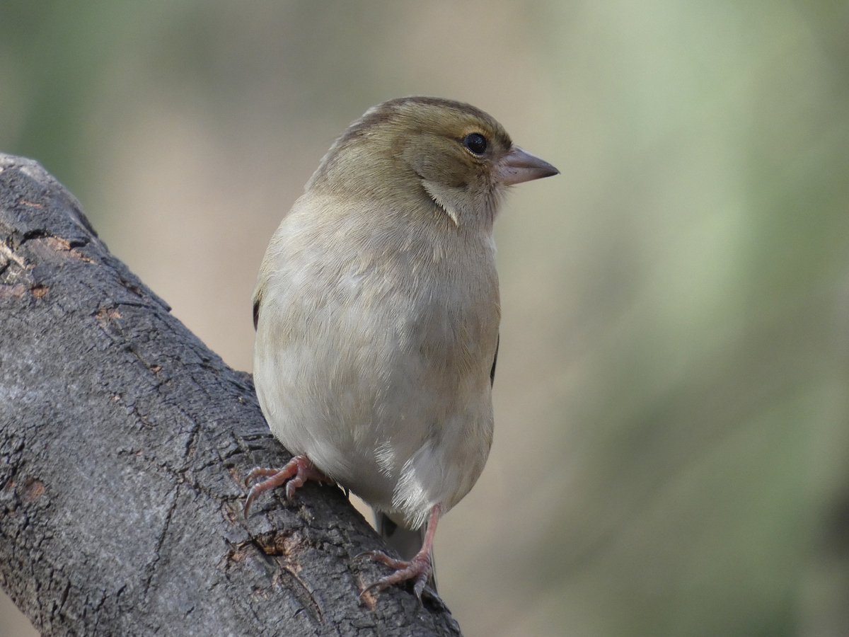 photo "***" tags: macro and close-up, portrait, wild animals