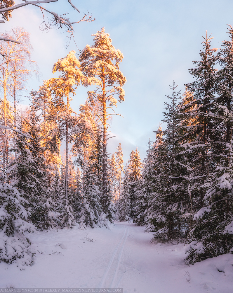 photo "***" tags: landscape, forest, morning, snow, sunrise, winter