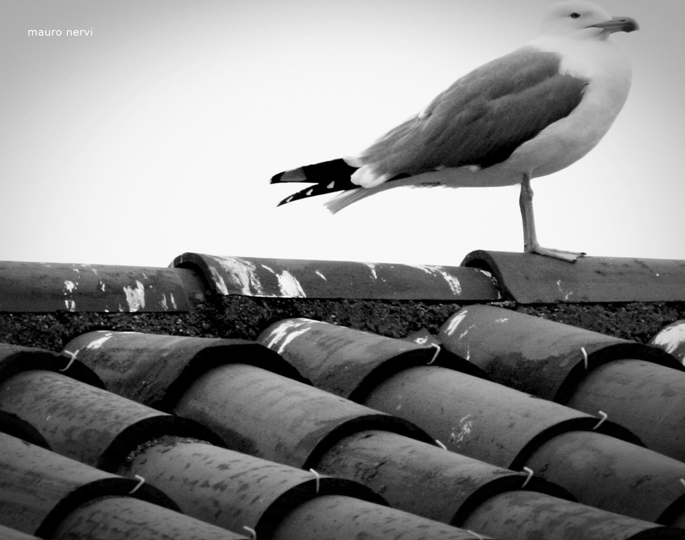 photo "sentinel" tags: black&white, 