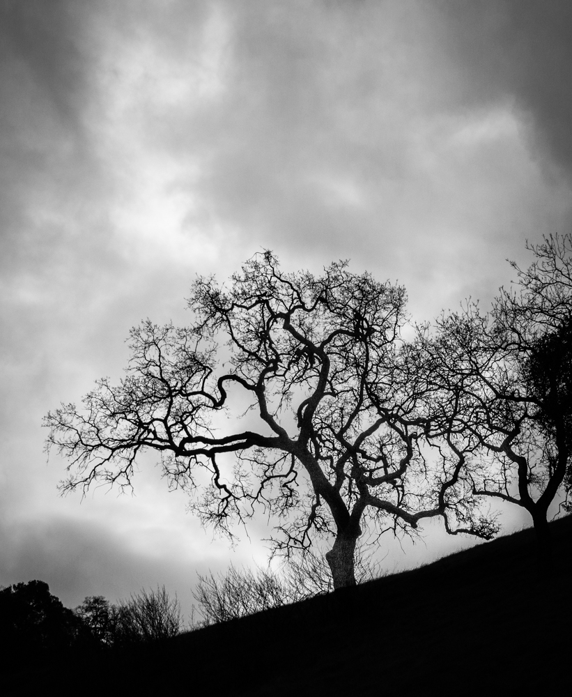 photo "Солнце Пробивает Через Облака" tags: black&white, landscape, tree, облачность