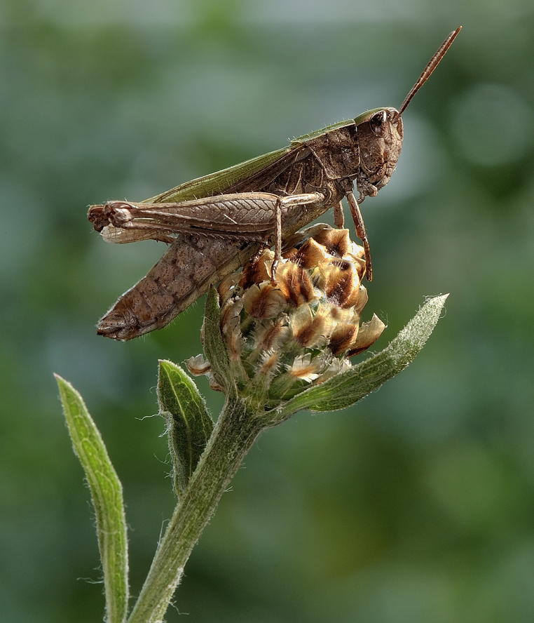 photo "***" tags: macro and close-up, 