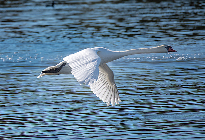 фото "Swan" метки: природа, разное, wild animals bird