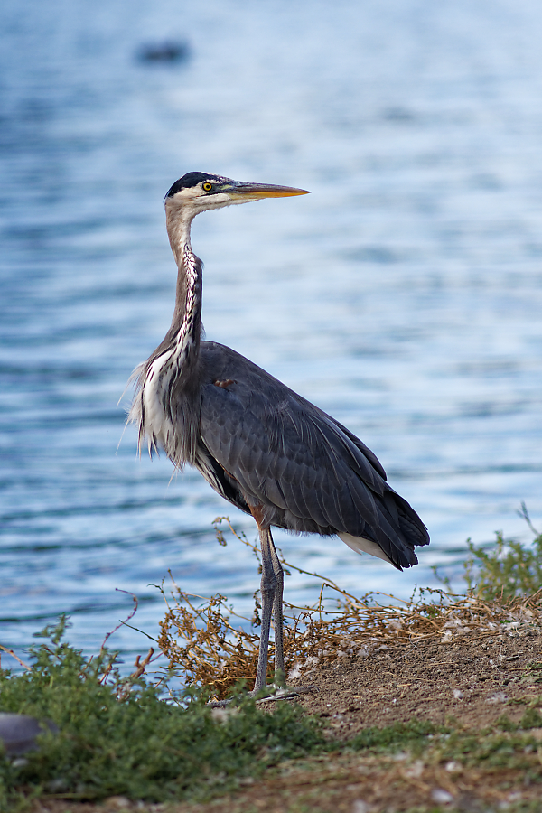 photo "Great blue heron" tags: nature, misc., wild animals bird