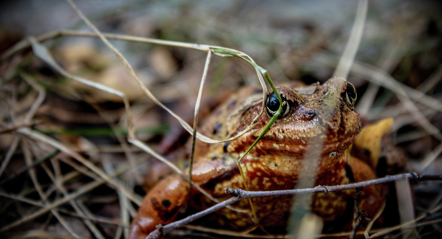 photo "маскировка" tags: nature, macro and close-up, misc., autumn, forest, grass, лягушка, лягушки, маскировка