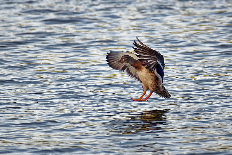 фото "Mallard" метки: природа, разное, wild animals bird