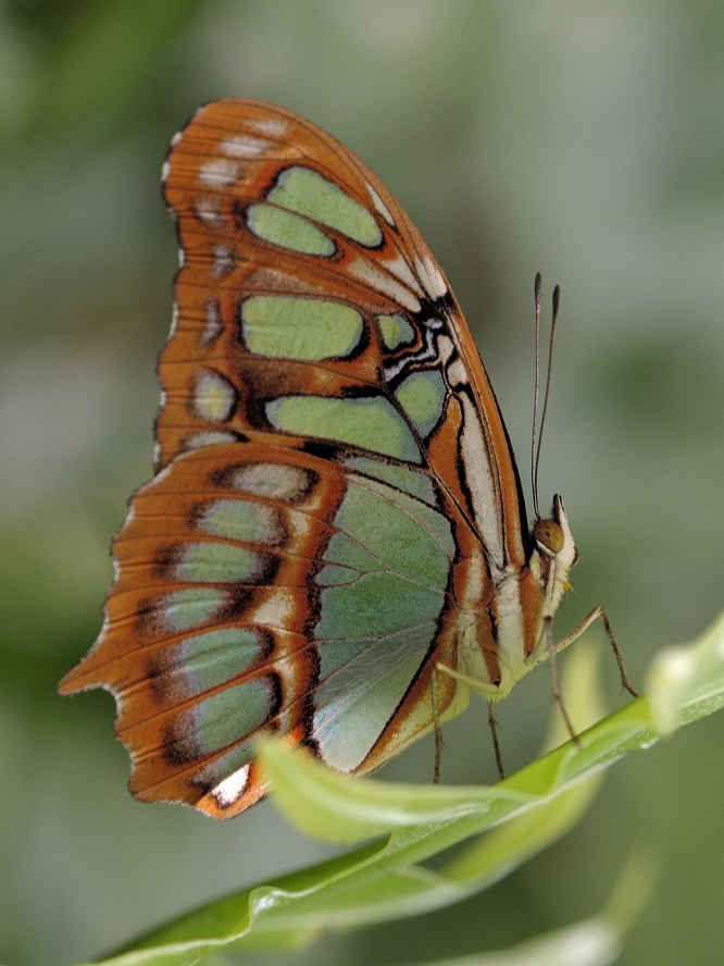 photo "***" tags: macro and close-up, 