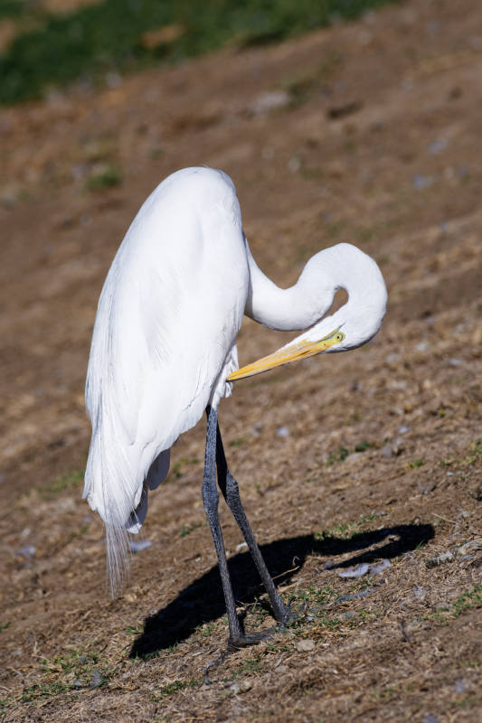 photo "Great Egret" tags: nature, misc., wild animals bird