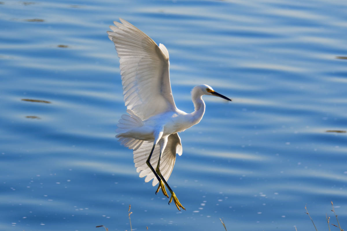 photo "Egret" tags: nature, misc., wild animals bird