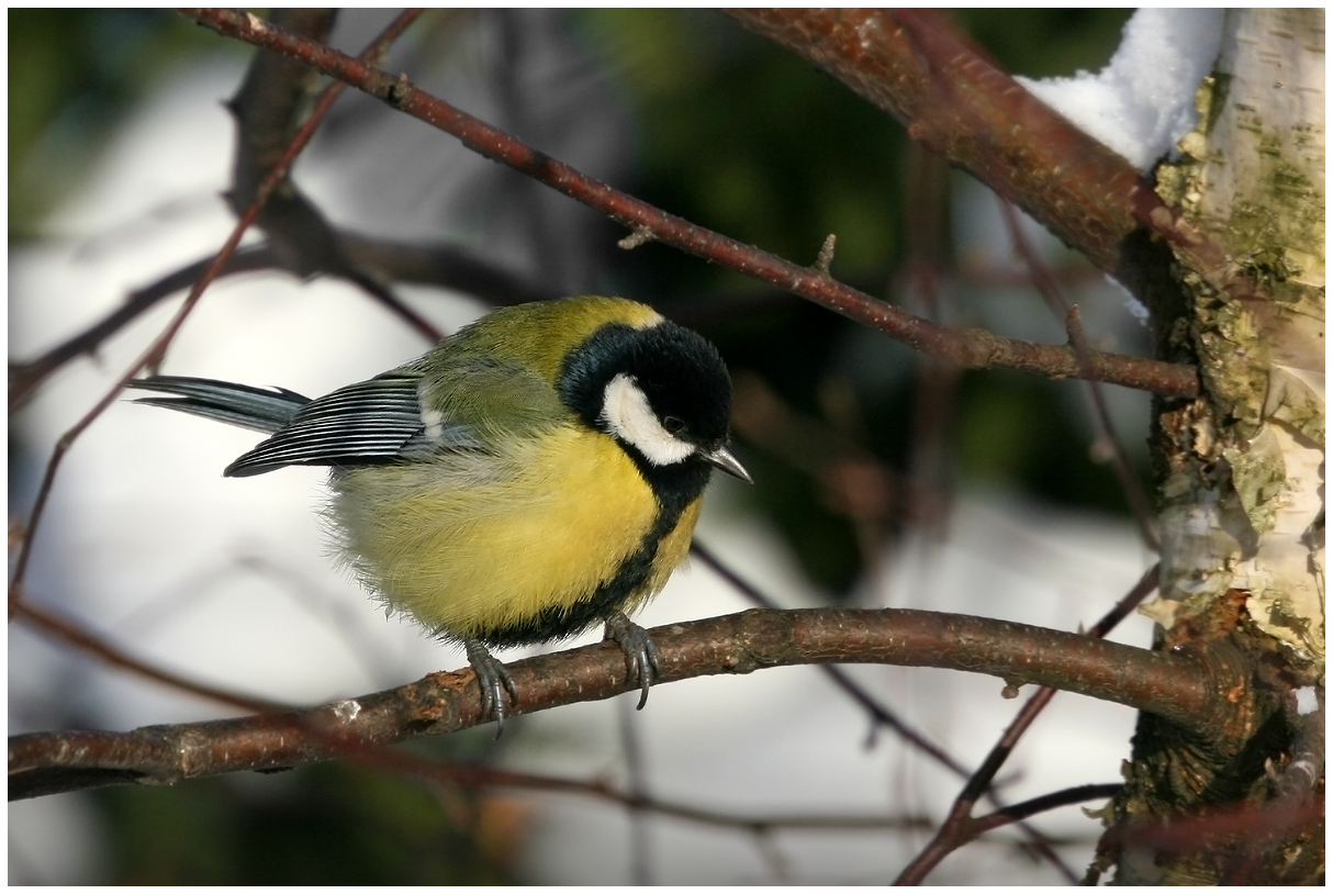 photo "Looking for 'warming'" tags: nature, macro and close-up, 