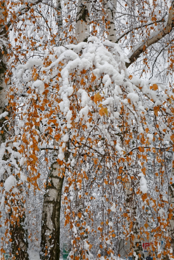 photo "***" tags: nature, street, 