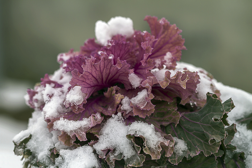 photo "***" tags: macro and close-up, nature, snow, капуста