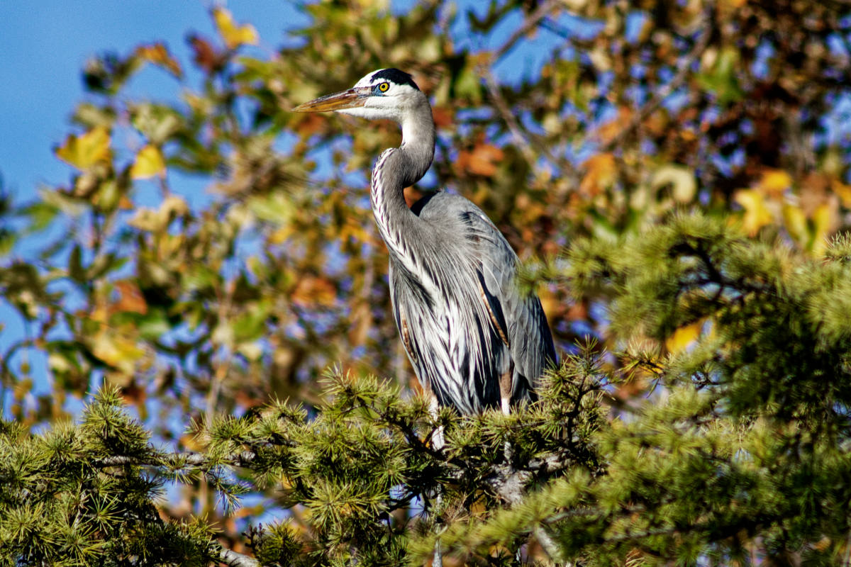 photo "Great blue heron" tags: nature, misc., wild animals bird
