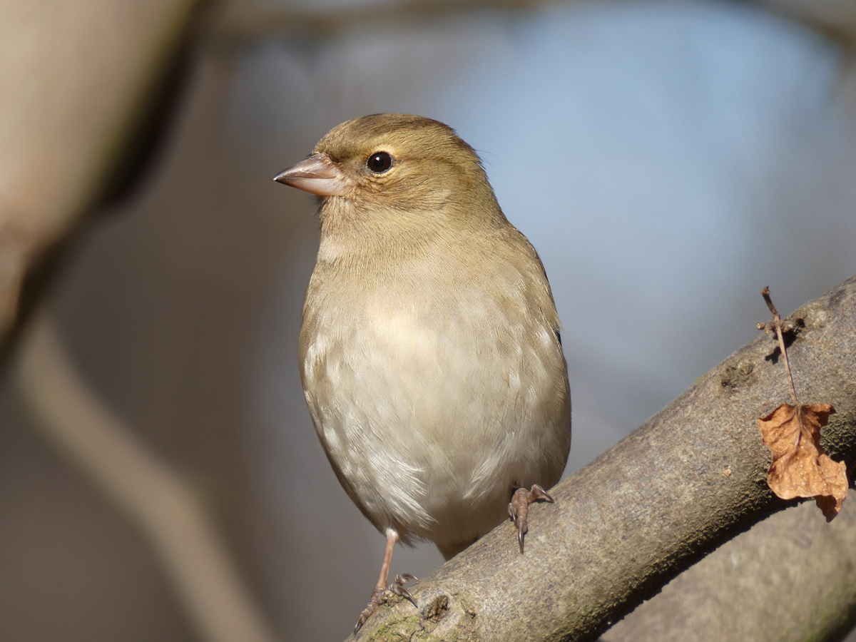 photo "***" tags: portrait, macro and close-up, wild animals