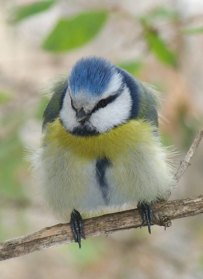 photo "***" tags: macro and close-up, portrait, wild animals