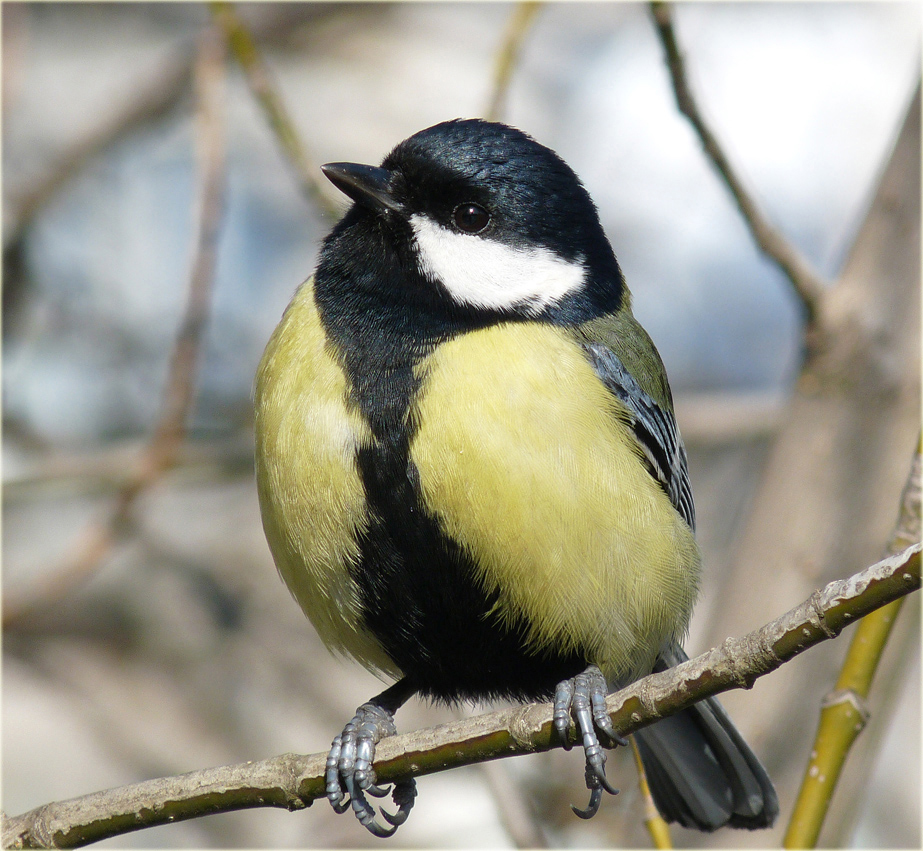 photo "***" tags: portrait, macro and close-up, wild animals