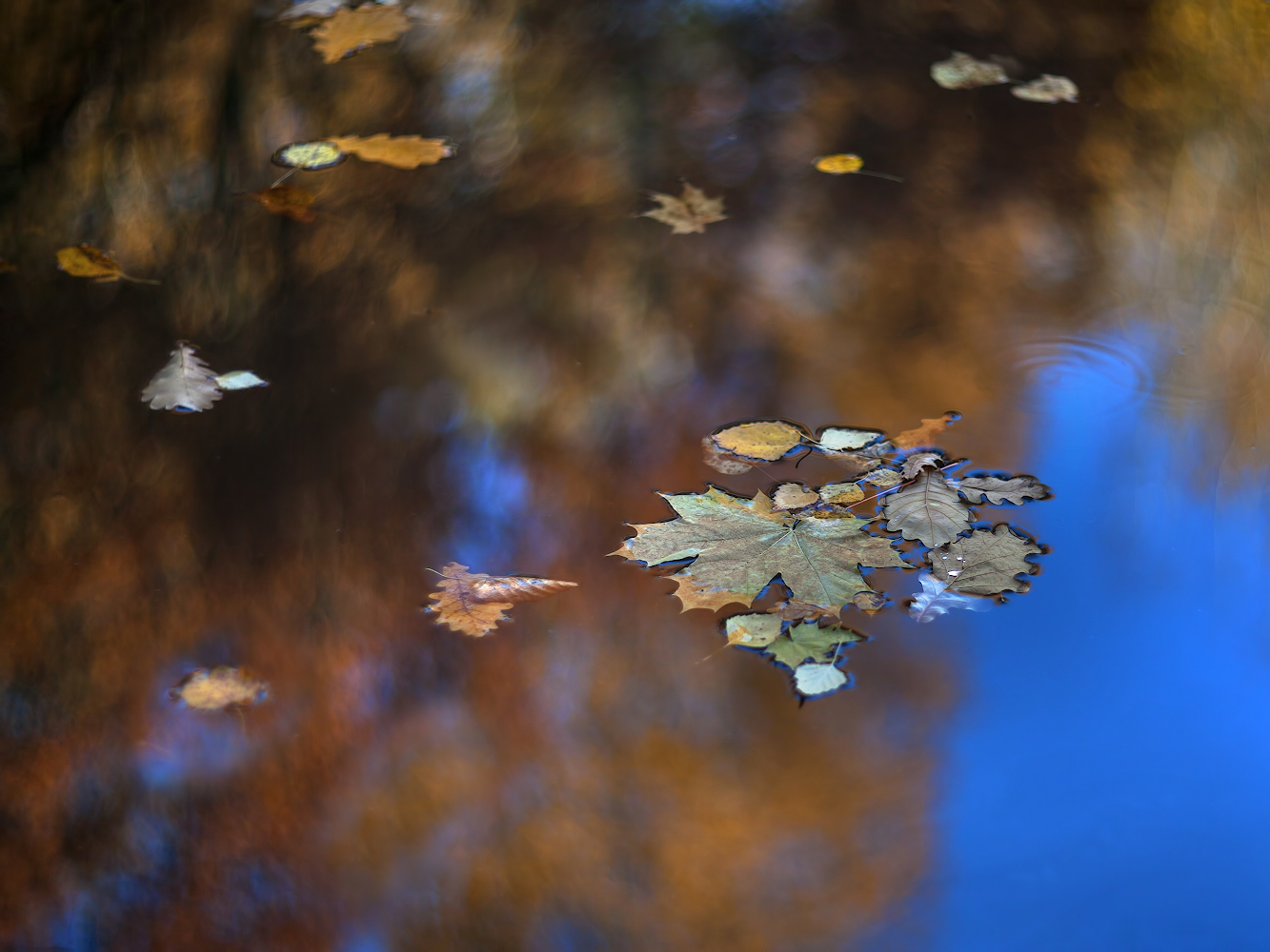 photo "***" tags: macro and close-up, nature, 