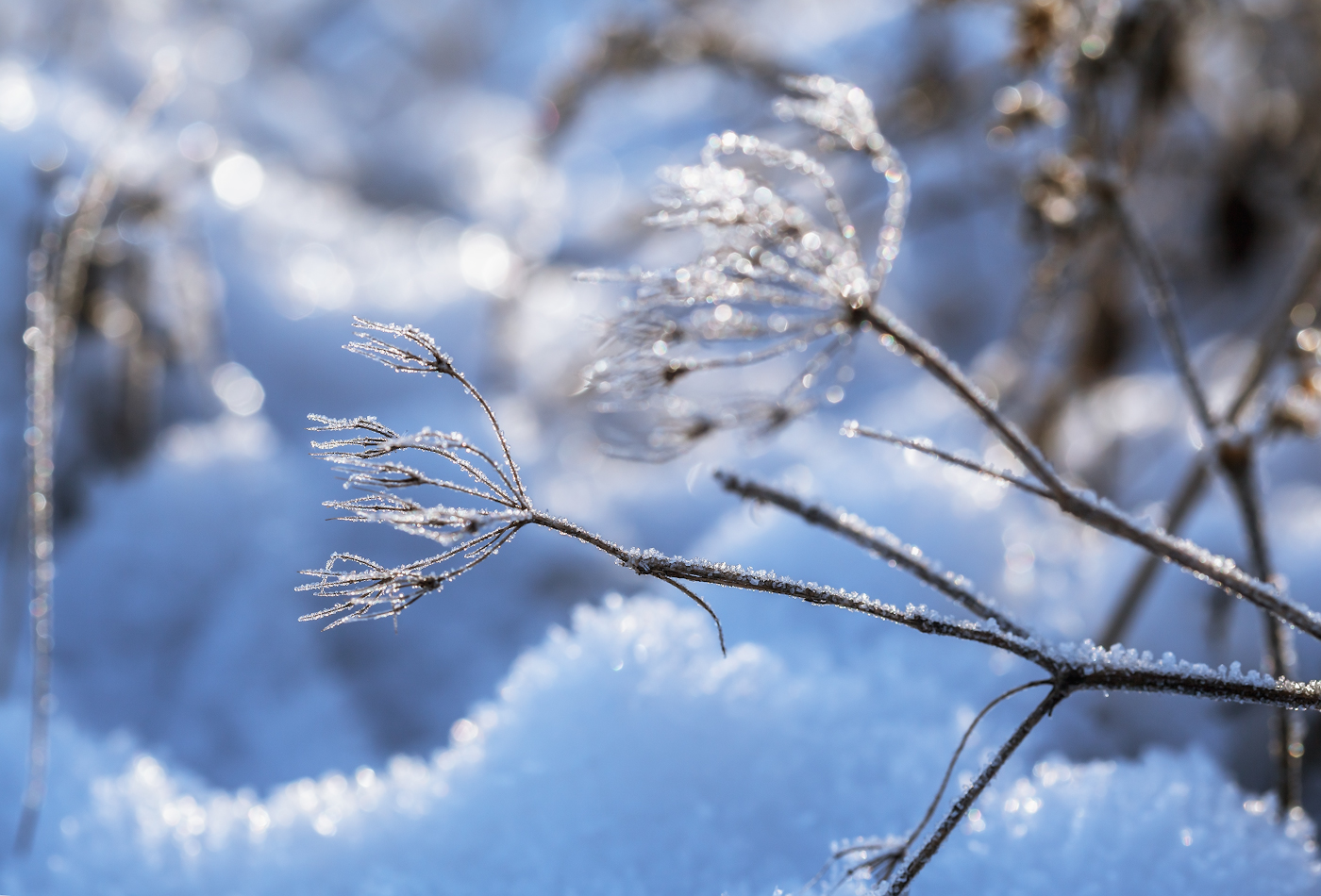 photo "***" tags: macro and close-up, nature, 