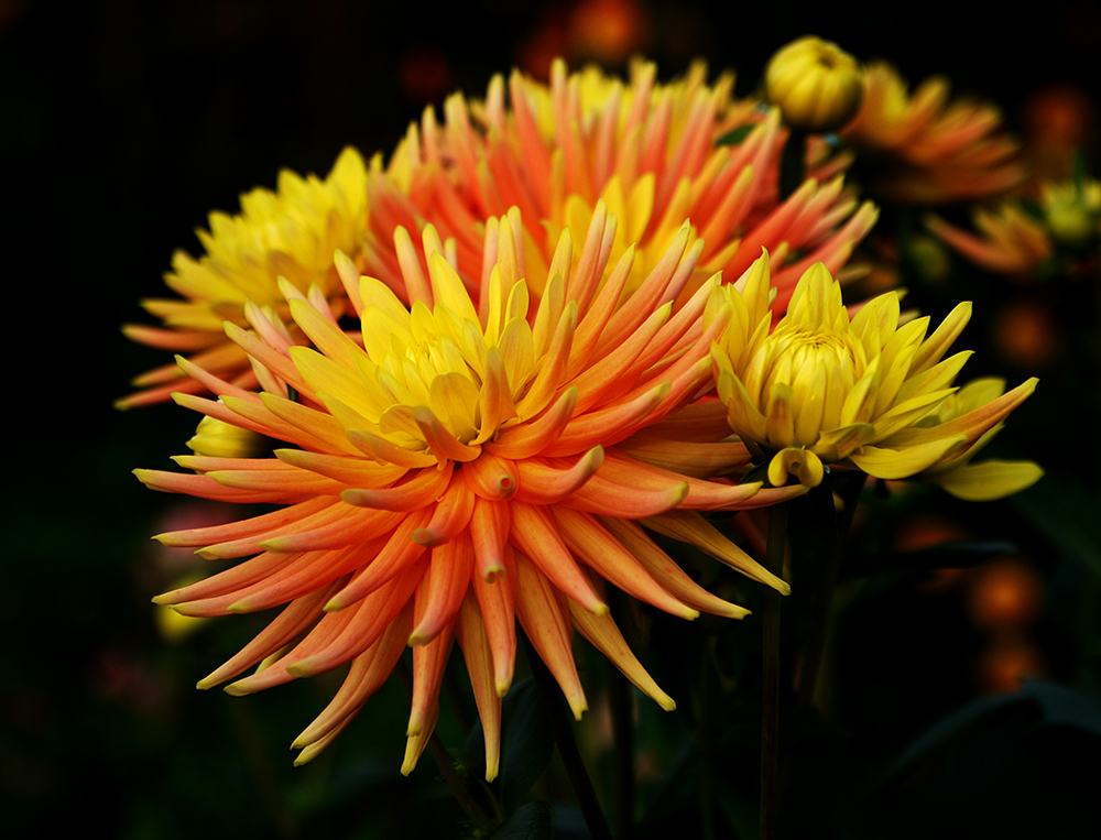 photo "Late blume" tags: macro and close-up, nature, still life, 