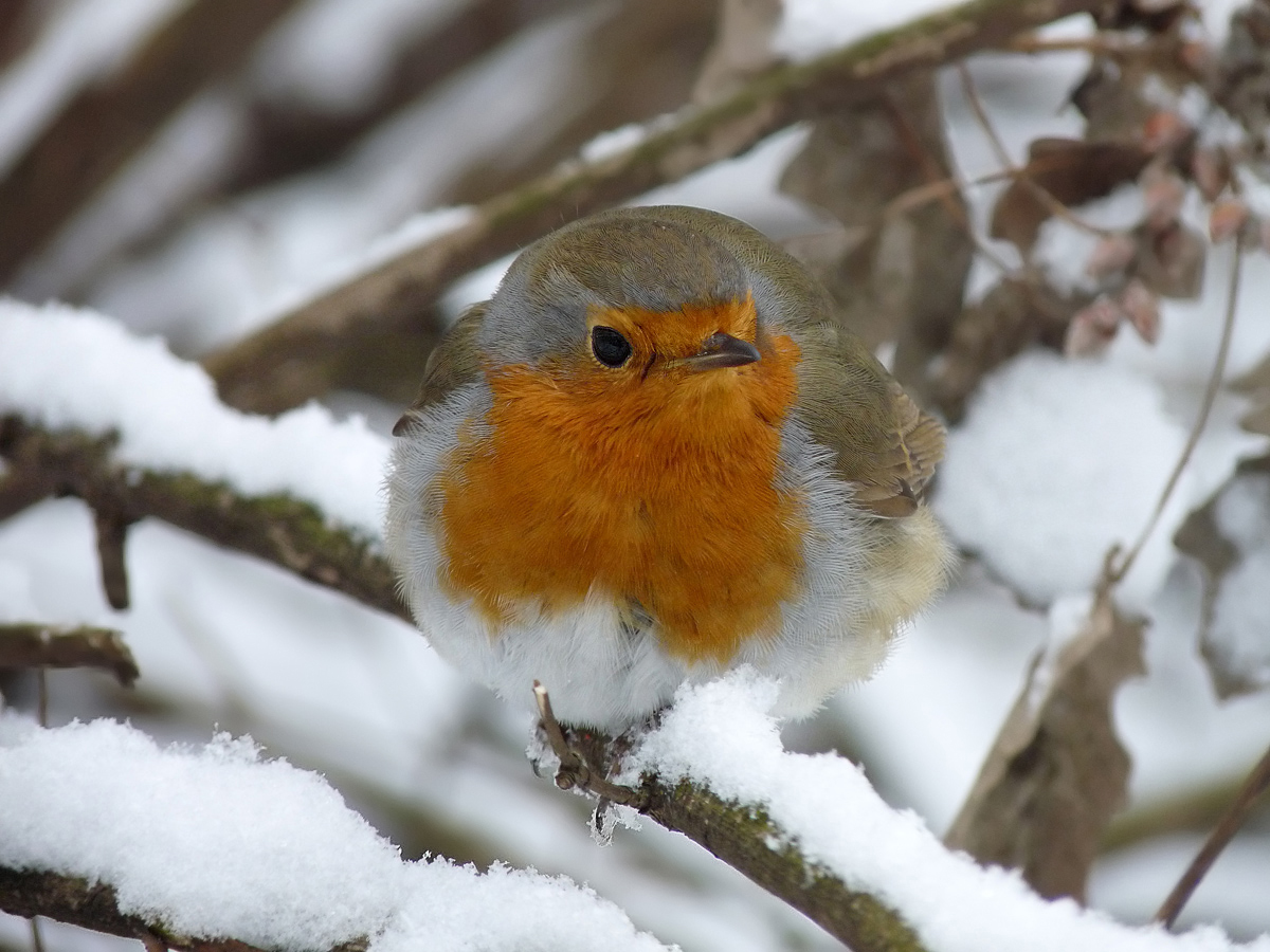 photo "***" tags: macro and close-up, portrait, wild animals