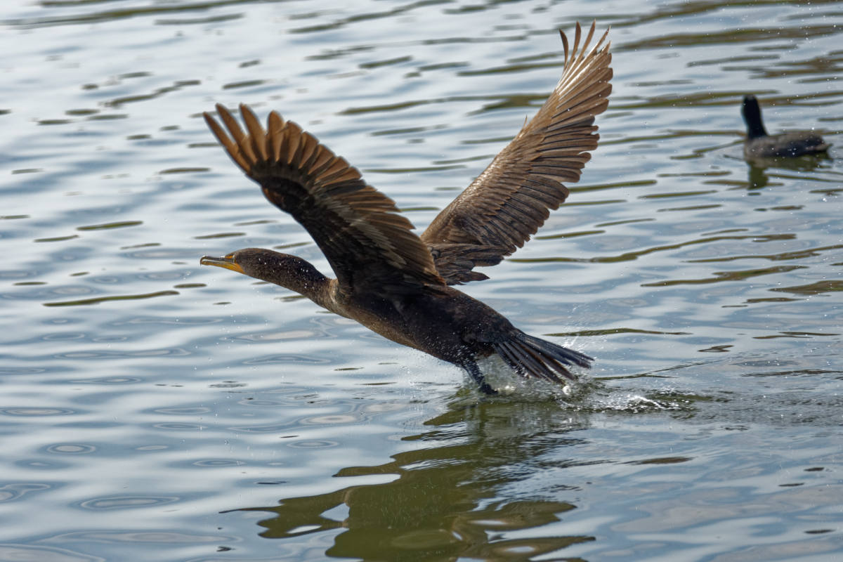 photo "Double-crested cormorant" tags: nature, misc., wild animals bird