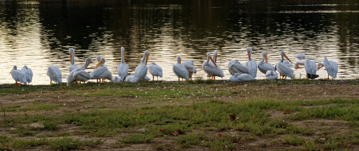 photo "Pelicans" tags: nature, misc., wild animals bird