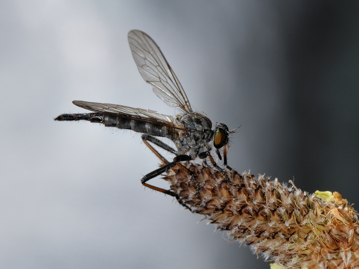 photo "***" tags: macro and close-up, 