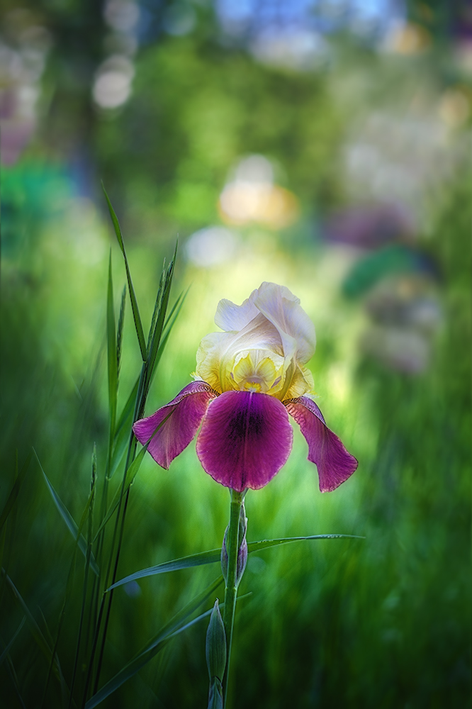 photo "***" tags: macro and close-up, 