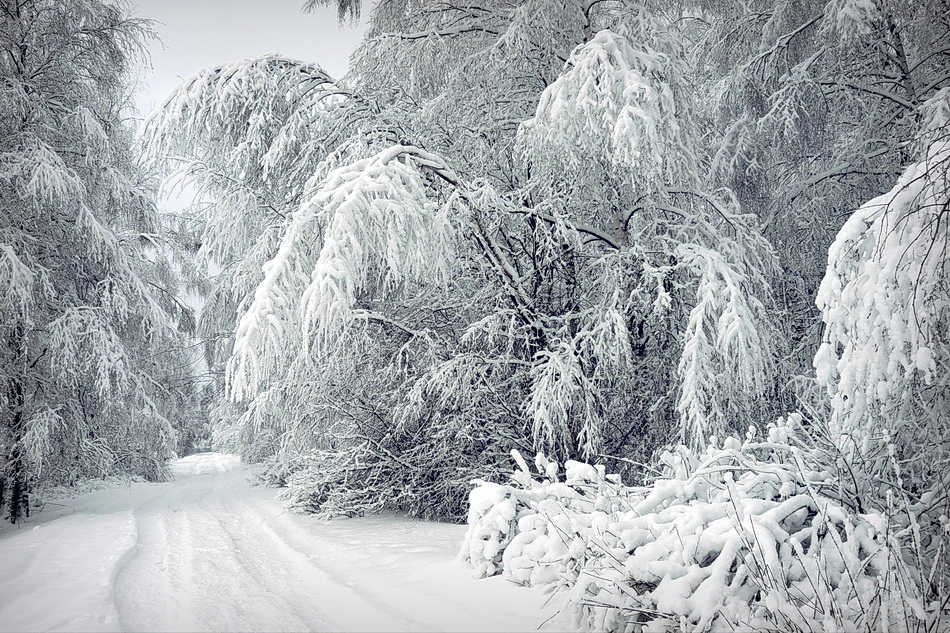 фото "Дорога в снежную зиму" метки: пейзаж, деревья, дорога, живописец, зима, лед, лес, рождество, снег