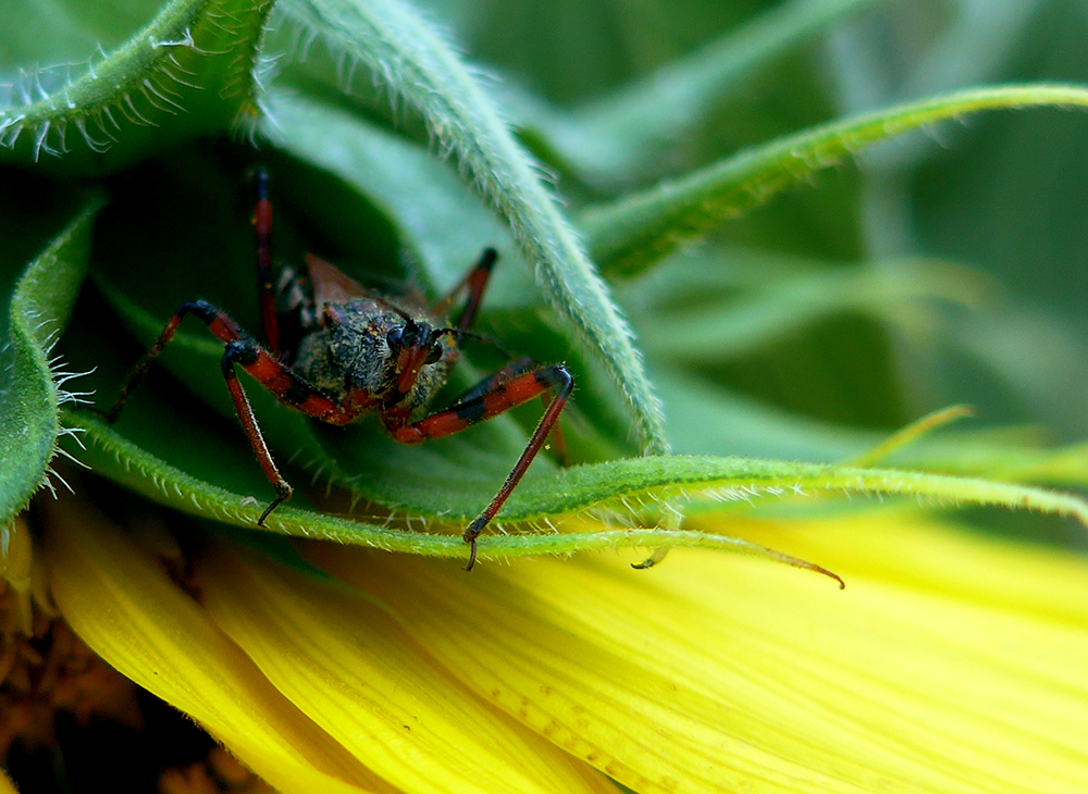 photo "Warming up" tags: nature, macro and close-up, reporting, 